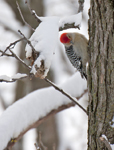 Red bellied Woodpecker